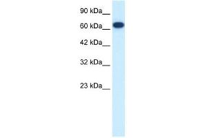 FLJ37300 antibody used at 0. (KIF19 anticorps  (N-Term))