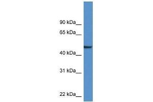 Western Blot showing Nptx1 antibody used at a concentration of 1. (NPX1 anticorps  (Middle Region))
