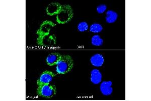(ABIN184887) Immunofluorescence analysis of paraformaldehyde fixed U937 cells immobilized on ShifixTM coverslip, permeabilized with 0.