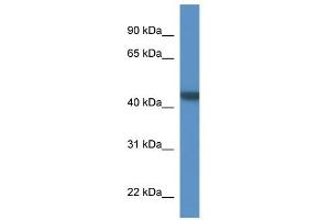 Western Blot showing PNMA6A antibody used at a concentration of 1-2 ug/ml to detect its target protein. (PNMA6A anticorps  (N-Term))