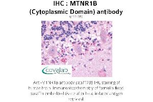Image no. 1 for anti-Melatonin Receptor 1B (MTNR1B) (3rd Cytoplasmic Domain) antibody (ABIN1737117) (Melatonin Receptor 1B anticorps  (3rd Cytoplasmic Domain))