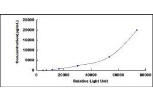 Fibroblast Growth Factor Binding Protein 3 (FGFBP3) CLIA Kit