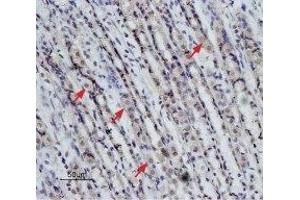 Expression of NTR2 in rat stomach - Immunohistochemical staining of paraffin-embedded rat stomach sections using Anti-Neurotensin Receptor 2 Antibody (ABIN7043384, ABIN7044769 and ABIN7044770), (1:50), (brown).