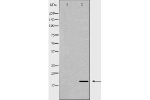 Western blot analysis of extracts of mouse liver, using ANG antibody. (ANG anticorps  (Internal Region))