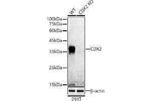 Western blot analysis of extracts from wild type(WT) and CDX2 knockout (KO) 293T cells, using CDX2 antibody  at 1:500 dilution.