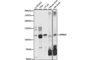 Western blot analysis of extracts of various cell lines, using GPRIN1 antibody (ABIN7267289) at 1:1000 dilution. (GPRIN1 anticorps  (AA 1-300))