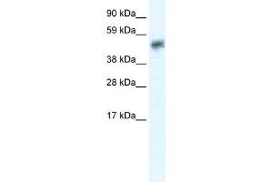 WB Suggested Anti-SIRT2 Antibody Titration:  0.