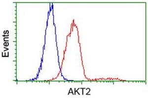 Image no. 4 for anti-V-Akt Murine Thymoma Viral Oncogene Homolog 2 (AKT2) antibody (ABIN1496565) (AKT2 anticorps)