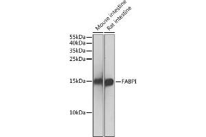 Western blot analysis of extracts of various cell lines, using FABPI antibody (ABIN3022261, ABIN3022262, ABIN1512888 and ABIN6218702) at 1:500 dilution. (FABP2 anticorps  (AA 1-132))