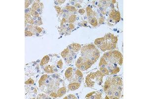 Immunohistochemistry of paraffin-embedded human stomach using PROK2 antibody.