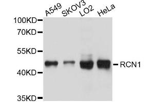 Western blot analysis of extracts of various cells, using RCN1 antibody. (RCN1 anticorps)