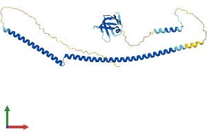 AlphaFold protein structure predicition of Mouse Recombinant Brms1l Protein, UniprotID Q3U1T3