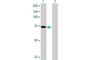 Western Blot analysis of SNX33 expression in transfected 293T cell line by SNX33 MaxPab polyclonal antibody. (SNX33 anticorps  (AA 1-574))