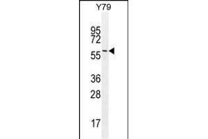 LENG9 Antibody (N-term) (ABIN655202 and ABIN2844817) western blot analysis in Y79 cell line lysates (35 μg/lane). (LENG9 anticorps  (N-Term))