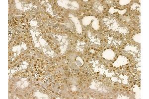 C8orf4 Mouse Monoclonal Antibody at 1/100 staining human normal kidney tissue by IHC-P.