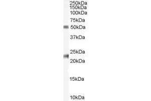 Western Blotting (WB) image for anti-Fibulin 5 (FBLN5) (AA 505-518) antibody (ABIN295900)