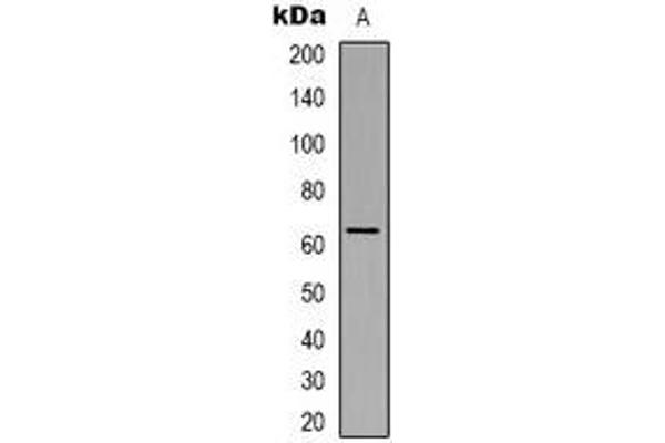 NHE8 antibody  (C-Term)