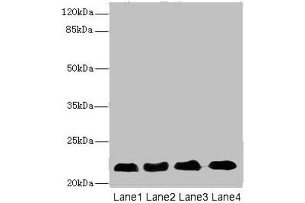 CRIP2 anticorps  (AA 1-208)