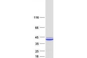 Validation with Western Blot