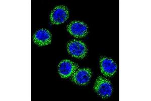 Confocal immunofluorescent analysis of FASN Antibody (Center) (ABIN391654 and ABIN2841563) with Hela cell followed by Alexa Fluor 488-conjugated goat anti-rabbit lgG (green).