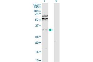 Western Blot analysis of WDR77 expression in transfected 293T cell line by WDR77 MaxPab polyclonal antibody. (WDR77 anticorps  (AA 1-342))