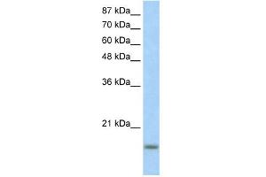 WB Suggested Anti-ID3 Antibody Titration:  1. (ID3 anticorps  (N-Term))