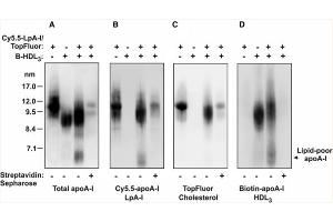 Western Blot of Anti-Apolipoprotein AI.