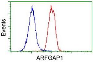 Image no. 12 for anti-ADP-Ribosylation Factor GTPase Activating Protein 1 (ARFGAP1) antibody (ABIN1496679) (ARFGAP1 anticorps)