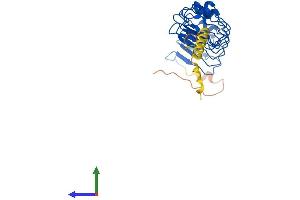 AlphaFold protein structure predicition of Human Recombinant LRRC10 Protein, UniprotID Q5BKY1