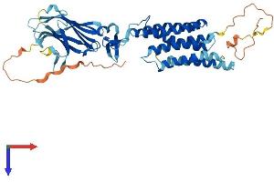 AlphaFold protein structure predicition of Human Recombinant TMEM8B Protein, UniprotID A6NDV4