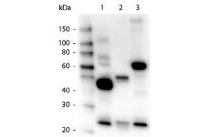 Image no. 1 for Goat anti-Human IgG (Whole Molecule) antibody (HRP) (ABIN300458) (Chèvre anti-Humain IgG (Whole Molecule) Anticorps (HRP))