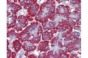 FEZF1 antibody was used for immunohistochemistry at a concentration of 4-8 ug/ml. (FEZF1 anticorps  (C-Term))