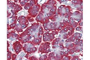 FEZF1 antibody was used for immunohistochemistry at a concentration of 4-8 ug/ml. (FEZF1 anticorps  (C-Term))