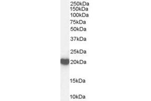 ABIN185653 (1µg/ml) staining of Human Brain lysate (35µg protein in RIPA buffer). (Peroxiredoxin 2 anticorps  (C-Term))