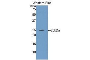 Western Blotting (WB) image for anti-Complement Component 1, Q Subcomponent Binding Protein (C1QBP) (AA 76-282) antibody (ABIN1078149) (C1QBP anticorps  (AA 76-282))