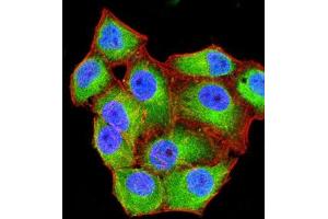 Immunofluorescence analysis of Hela cells using CD99 mouse mAb (green). (CD99 anticorps  (AA 1-185))