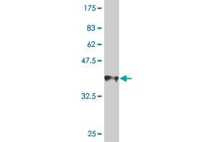 Western Blot detection against Immunogen (36. (AMELX anticorps  (AA 93-191))