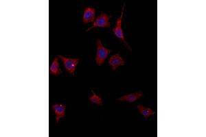 ABIN6264534 and ABIN6272895 staining HepG2 by IF/ICC. (PYCR1 anticorps  (Internal Region))