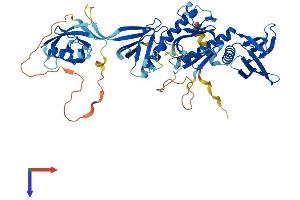AlphaFold protein structure predicition of Human Recombinant SNTG2 Protein, UniprotID Q9NY99