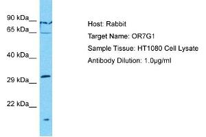 Host: Rabbit Target Name: OR7G1 Sample Type: HT1080 Whole Cell lysates Antibody Dilution: 1. (OR7G1 anticorps  (C-Term))