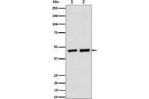 Western blot analysis of Annexin A7 expression in (1) Jurkat cell lysate, (2) Rat kidney lysate.