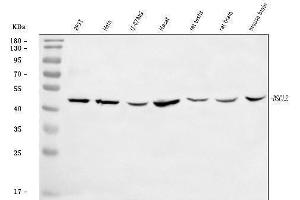 Western blot analysis of BSCL2/Seipin using anti-BSCL2/Seipin antibody (ABIN7602581).