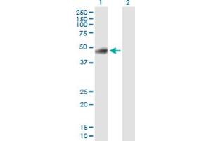 Western Blot analysis of RELT expression in transfected 293T cell line by RELT MaxPab polyclonal antibody.