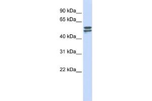 WB Suggested Anti-G6PD Antibody Titration: 0. (Glucose-6-Phosphate Dehydrogenase anticorps  (Middle Region))