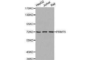 Western blot analysis of extracts of various cell lines, using PRMT5 antibody. (PRMT5 anticorps  (C-Term))
