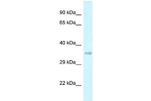 WB Suggested Anti-E130311K13Rik Antibody   Titration: 1. (C3orf33 anticorps  (Middle Region))