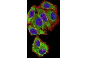 Immunofluorescence analysis of Hela cells using BCL2L2 mouse mAb (green).