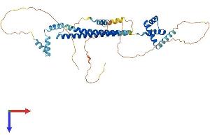AlphaFold protein structure predicition of Human Recombinant PBX2 Protein, UniprotID P40425