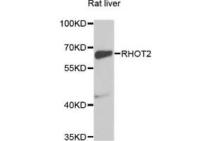 Western blot analysis of extracts of Rat liver cells, using RHOT2 antibody. (RHOT2 anticorps)