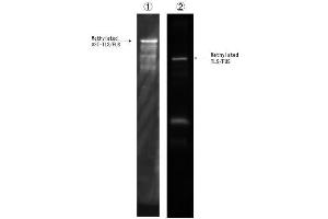Lane1:Recombinant GST-TLS/FUS methylated using PRMT1 in the presence of SAM (20 M) in vitro. (TLS/FUS (2meArg216 (asymetric)), (2meArg218 (asymetric)) anticorps)